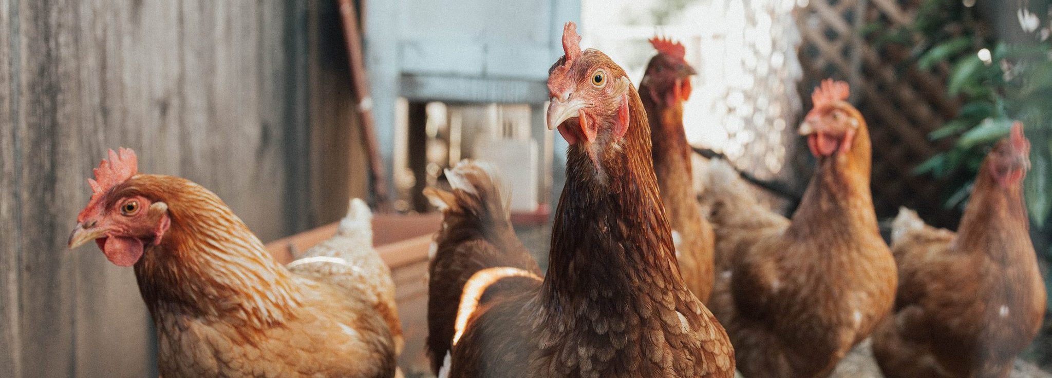 Online Farming Courses For The UK Agricultural Community